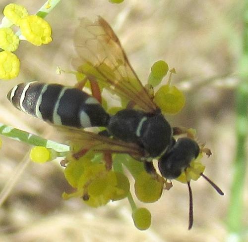 Psammaecius punctulatus